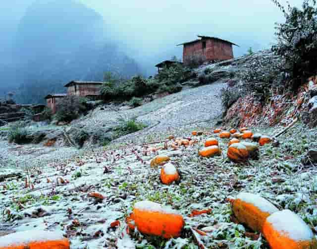 杏仁优护：患有老年人肝癌如何居家护理？