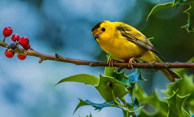 袖虎带你注意宠物美容的问题
