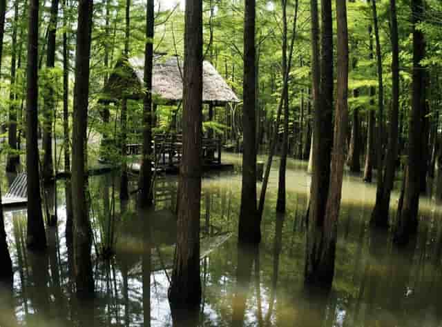 德国大众车排行