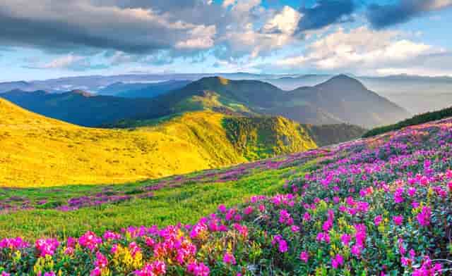 袖虎病猫攻略：猫的黄疸知多少