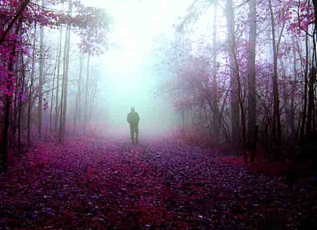 袖虎病狗攻略：狗狗鼻炎别大意