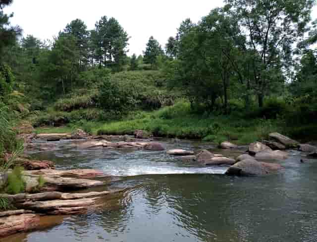 袖虎病猫攻略：感染绦虫怎么办？
