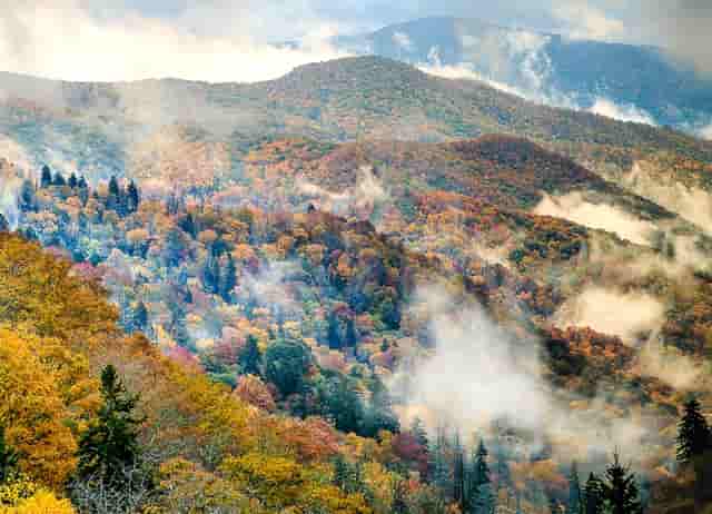 袖虎教你避雷：猫咪的虚假求救信号和真实求救信号