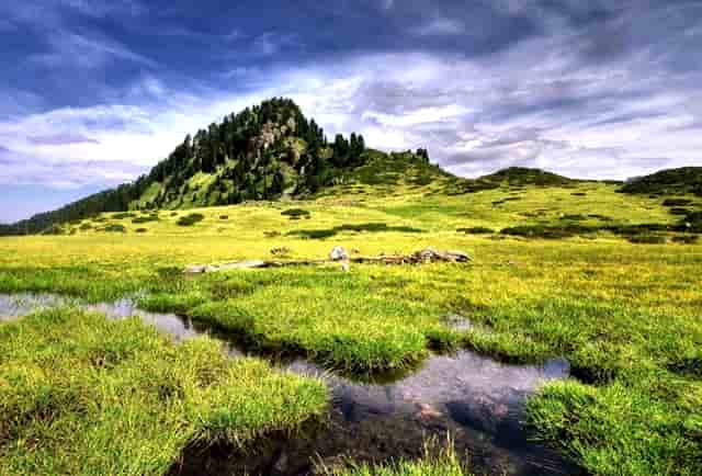 袖虎病狗攻略：狗狗体臭处理的五大方面