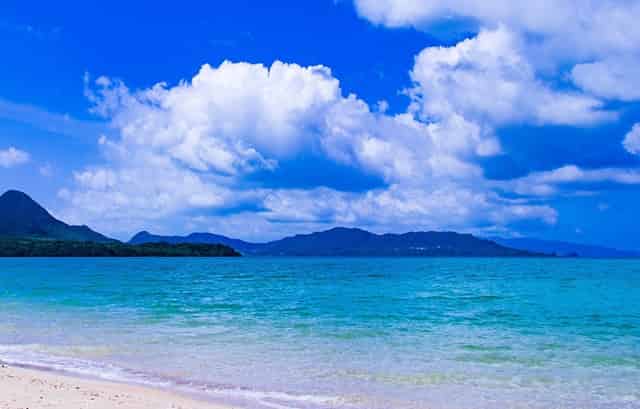 袖虎对常见的病猫治疗方案