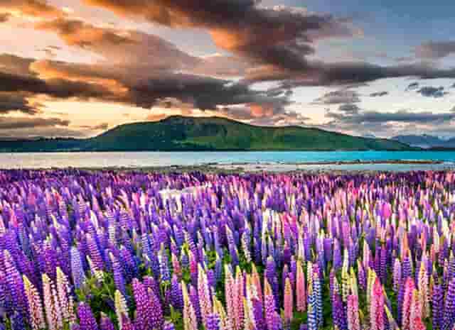 减肥吃脂肪么(猪肝脂肪含量减肥能吃吗)