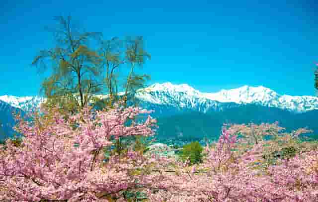 中国女篮的李月汝(中国女篮李月汝简历)