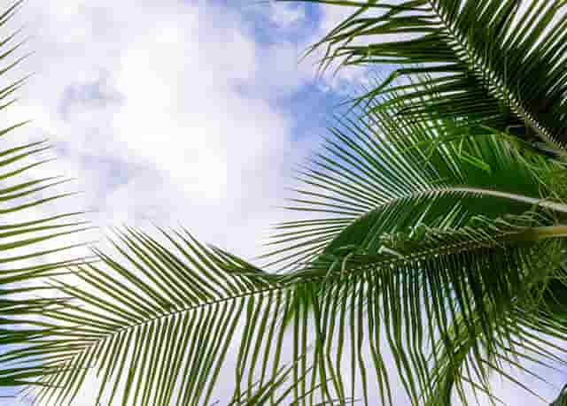 袖虎病猫攻略：猫反复长跳蚤是为什么？