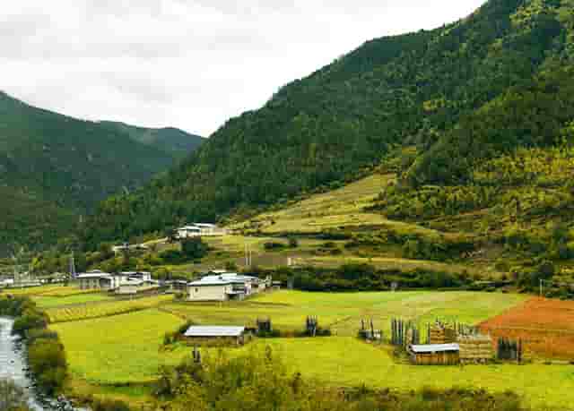 袖虎病猫攻略：猫咪眼睛明亮的奥秘